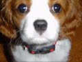 jack russel & Cavalier king charles friends