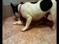 quart valls bulldog frances yara quart valls bulldog frances yara