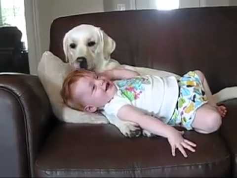 Cane coccolone Cane coccolone