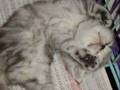 MeowMeow