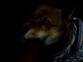 Click here to watch this video 柴犬もどきの華♪ 文句姐さんPart.1