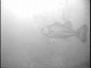 Ice Fishing - Jigging largemouth bass Ice Fishing - Jigging largemouth bass