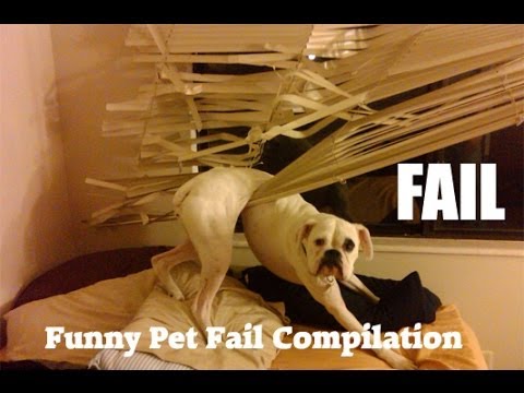 pet - http://www.cutepetmedia.com Funny Animal Bloopers Funny Pet Bloopers Funny Cat Fails. Funny Dog Fails. Funny Hamster Fails. Funny Animal Fails. If there's on...