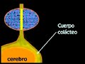 CIENCIAS NEOFISICAS INGENIERIA DE LA MENTE 7