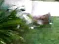My pitbulls playing (02-18-07_1636.3g2)