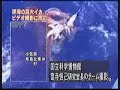 Big cuttlefish