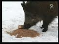 istrauka is tauro rago kaip galima pasidariti kai sernas prieina prie maisto pranesa medziotojui