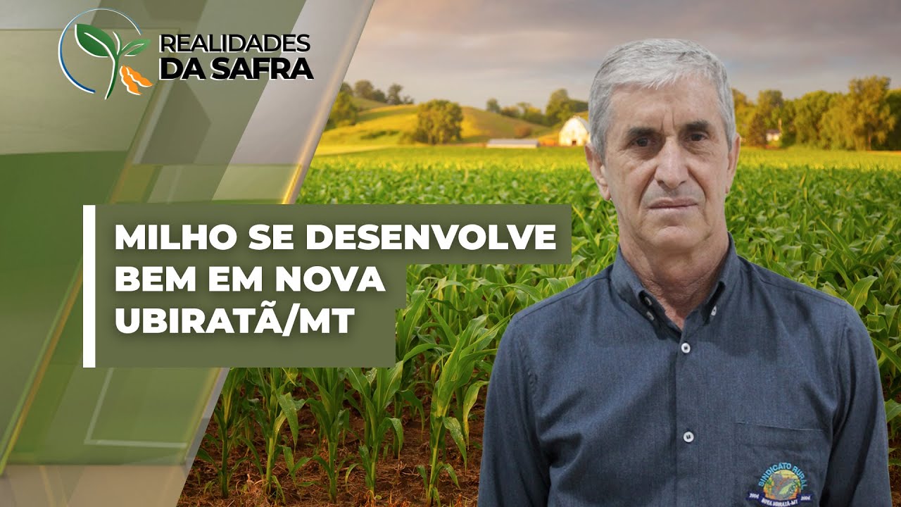 Lavouras de milho se desenvolvem bem em Nova Ubiratã/MT e produtores esperam margens positivas