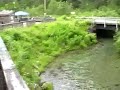 Salmon run Salmon run