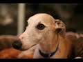 Jack the Whippet