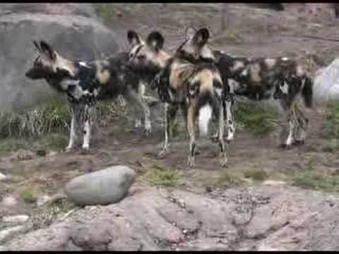 wild dog