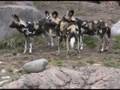 WILD DOG- Amazing Predator