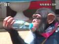 狗狗猩猩大冒險 07_1