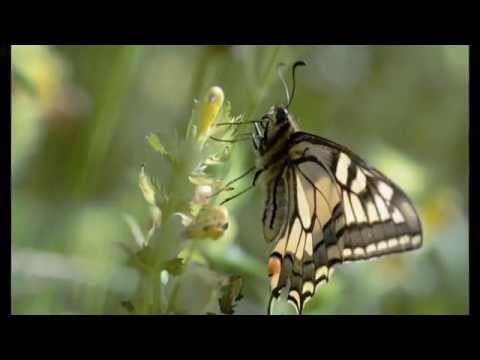 Ailes de Papillon Ailes dansantes /Écharpe ch/âle Costume Accessoire Cosplay F/ête TMEOG Capes et Ailes de d/éguisement A/_CH