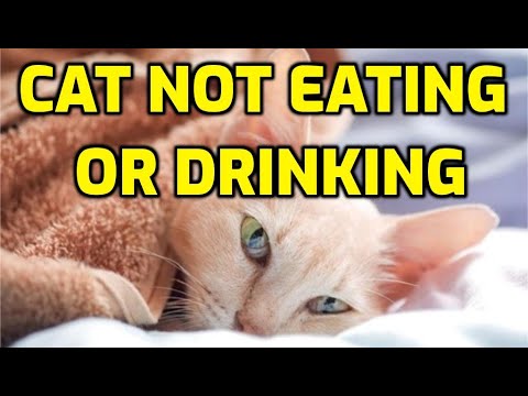 How Long Can Cats Survive Without Food And Water?