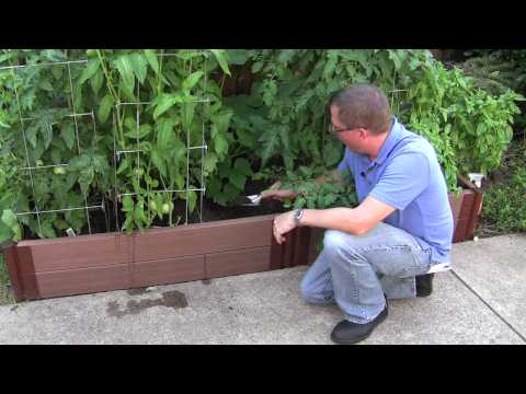 how to prepare a vegetable patch