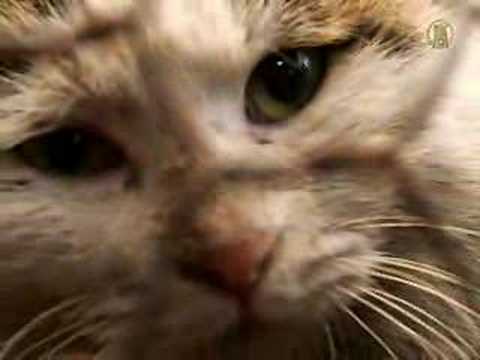 BBQ Cats in Changchun
