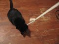 Technically, a black kitten playing with a ribbon.