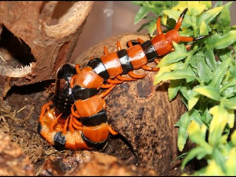 YouTube reptile video