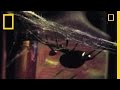 Deadliest Mates: Black Widow Spider