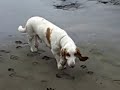 Mac the Basset Hound at Fort Funston San Francisco