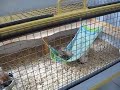 Cavy Hammock