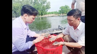 Tổng kết mô hình nuôi tôm thẻ chân trắng trên bể tròn nổi 2 giai đoạn tại phường Trưng Vương