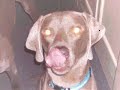 weimaraners