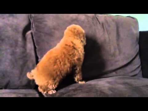 RED TOY POODLE FLAME