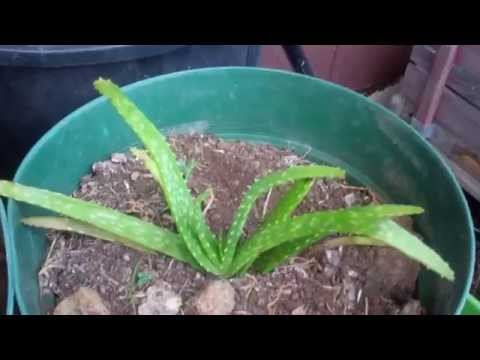 how to transplant aloe