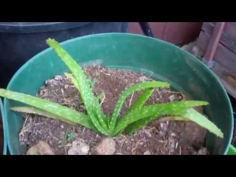 how to transplant aloe vera cutting