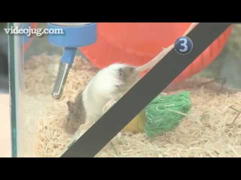 how to care white mouse