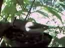 Titmouse At Feeder