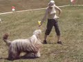 Dog Dancing - Improvisation