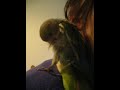 Willow - Lovebird Kisses