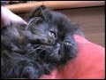 Persian Kitten Black Tortie - Fly Me To The Moon, 3 months Persian Kitten Black Tortie - Fly Me To The Moon, 3 months