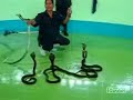 Snake guy handles crazy cobras