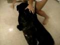DOG BATH!