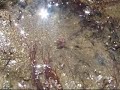 Sea Spider (Nymphon gracile) Sea Spider (Nymphon gracile)