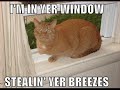 Funny Cats with Metallica Music
