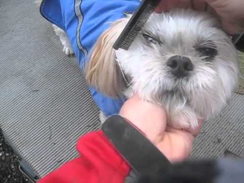 how to get rid of shih-tzu eye boogers