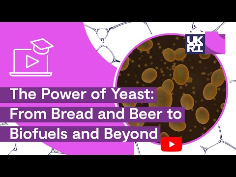 how to collect yeast for bread