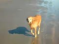 Max & Matlock at Kiawah Island, SC Max & Matlock at Kiawah Island, SC