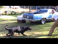 K9 training