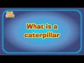What is a caterpillar scared of?