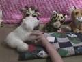 WebKinz Got Talent!