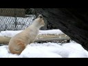 Snowcat of the Uintas