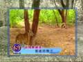 老虎都夠膽玩