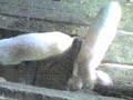 porci
