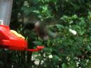 West Virginia Hummingbird West Virginia Hummingbird